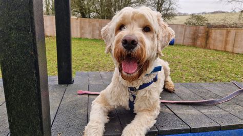 battersea dogs & cats home paw draw|Ten of the sweetest pooches at Battersea Dogs Home .